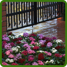 Easy to Grow Flower Bed of Pentas Flowers