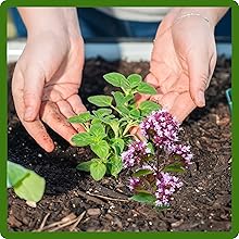 Young Oregano Plant in Soil