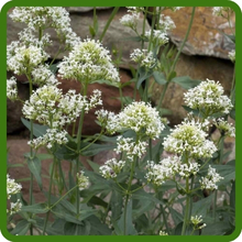 White Flowering Jupiter