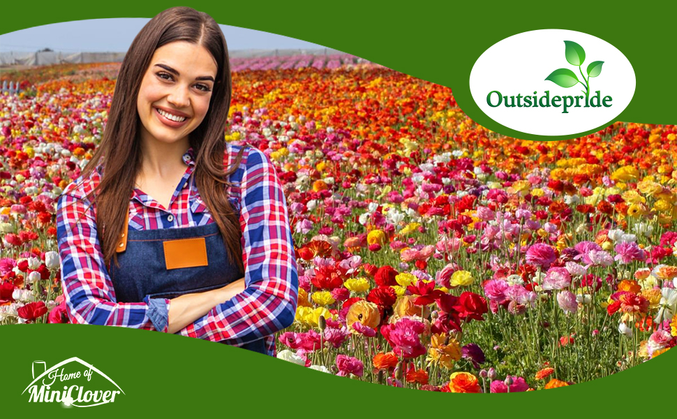Ranunculus Persian Buttercup Flower Garden