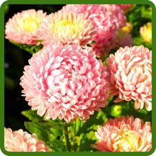 Tall, Upright Callistephus Tall Paeony Aster