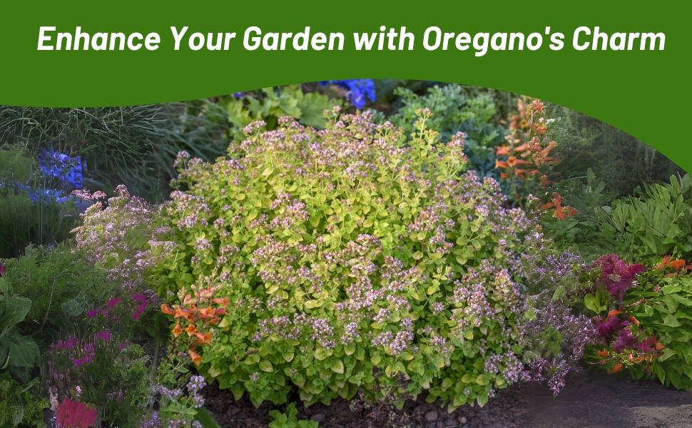 Oregano Plant in Mixed Herb Garden