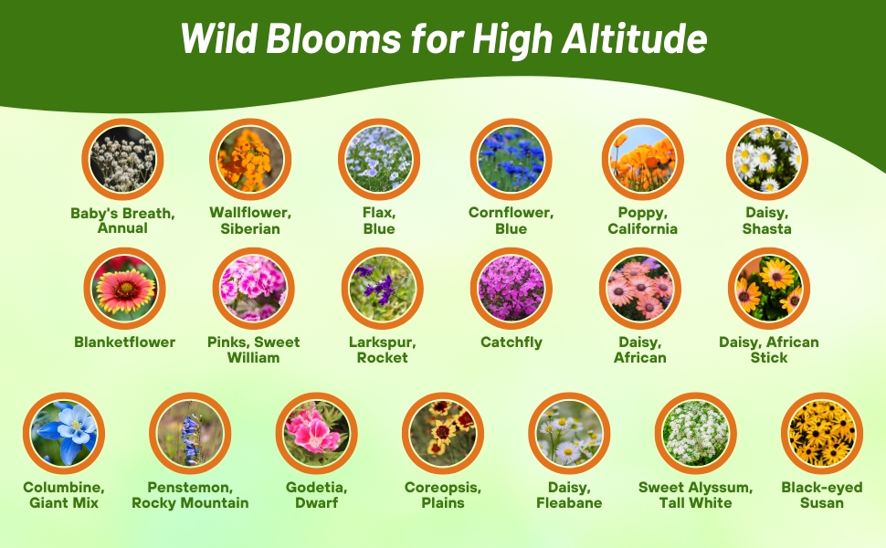 Flower Varieties in Mountain Wildflower Seed Mixture