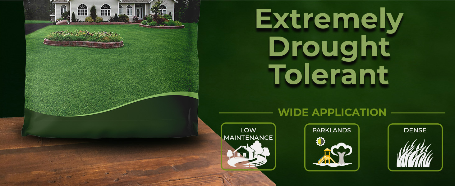 Texoka Buffalo Grass Seed