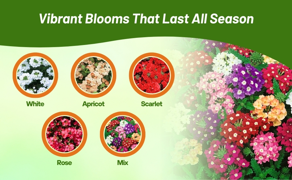 Varieties of Verbena Compacta Low Growing Ground Cover From Seeds