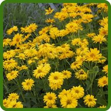 Heliopsis Long Bloom & Flowering Season