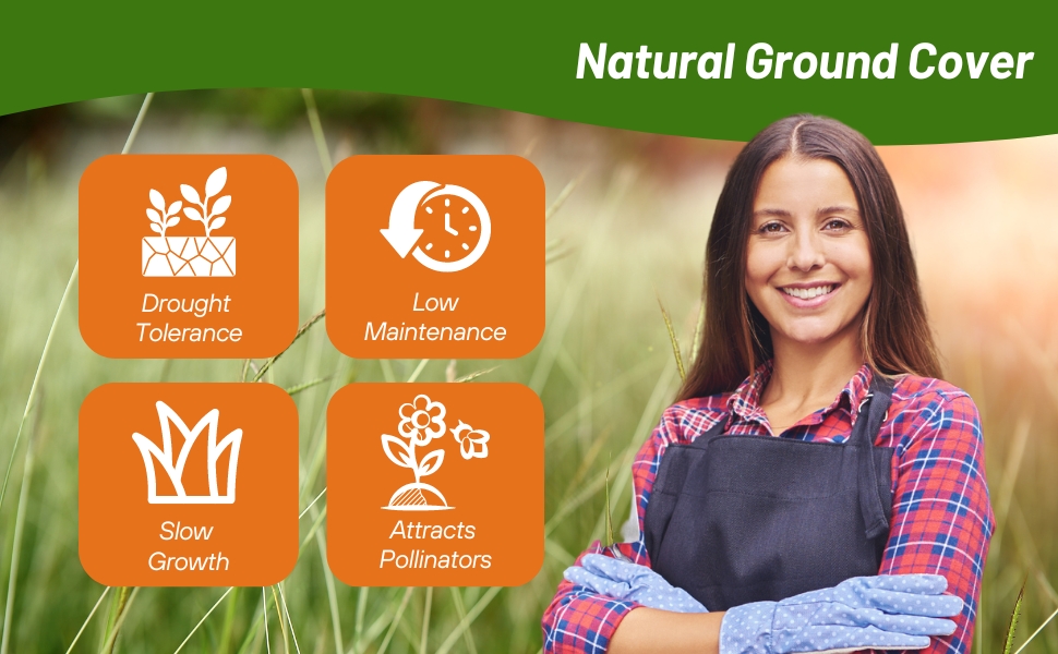 Low Maintenance, Slow Growth, Drought Tolerant Short Native Grasses
