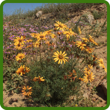 Drought Tolerant Ursinia Flowers