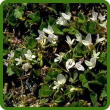 Sub Clover Highly Soil Adaptable Moist To Well-drained Soils