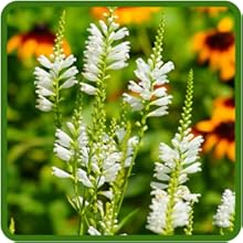 Perennial Obedient Plant Flower in Bed