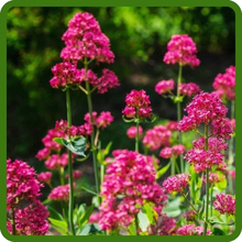 Red Flowering Jupiter