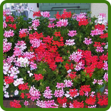 Flower Colors of Ivy Leaf Geranium