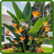 Large Bird of Paradise Plant