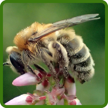 Heather Flowers Pollinator Magnet