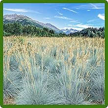 Heirloom Blue Fescue Ornamental Grass Seed