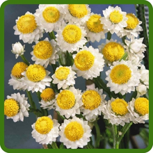 Ammobdium White Flowers With Yellow Center