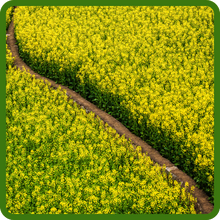 Yellow Mustard Field