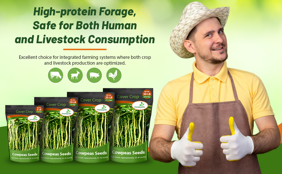 High Protein Forage For Livestock Cowpeas