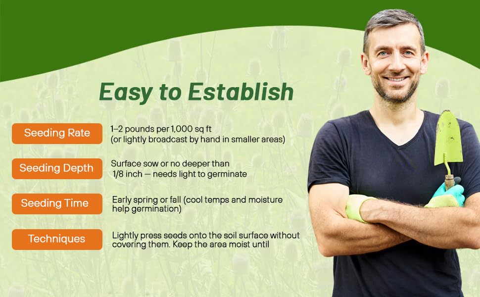lorem ipsum