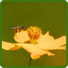 Lance Leaved Coreopsis Attracting Pollinating Bees