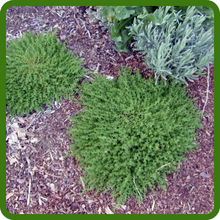 Drought Tolerant Rupturewort Herniaria Glabra Green Carpet