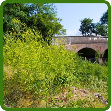 Yellow Sweet Clover Seed For Erosion Control