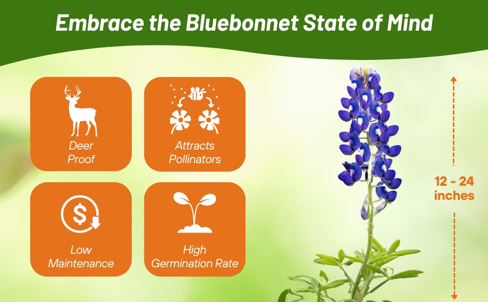 Low Maintenance, Deer Proof Texas Bluebonnet