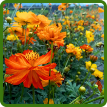 Cosmos Sulphureus Planted From Flower Seeds