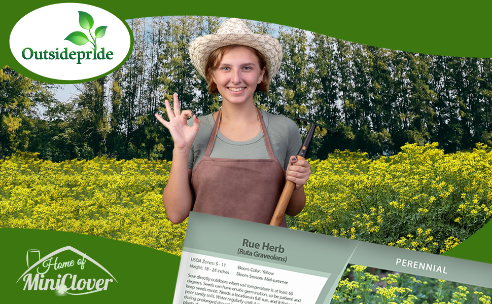 Rue Herb Garden Planted From Seeds