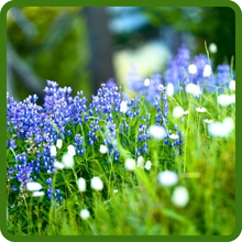 Northwest Wildflower Seed Regional Mix