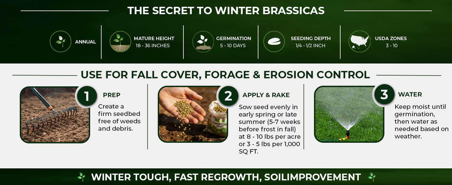 Planting Directions For Forage Kale Seeds