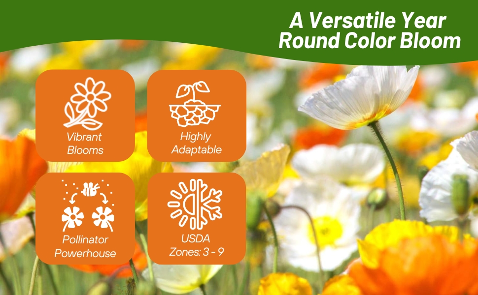 USDA Zones 3 - 9 Iceland Poppy Flowers