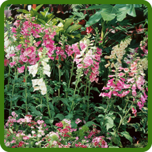 Foxglove Foxy Compact Plants