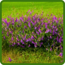 Hairy Vetch For Erosion Control