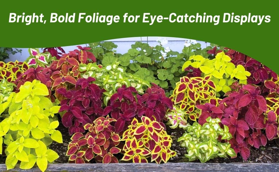 Bright, Bold Foliage of Coleus Wizard Garden