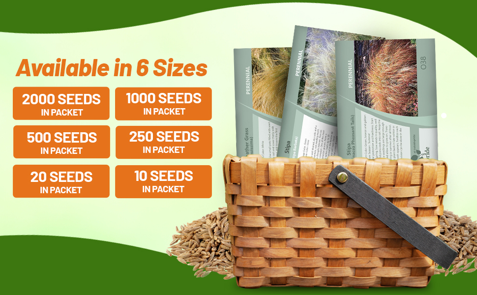 Stipa  Pheasant Tails Ornamental Grass Seed Packets For Planting