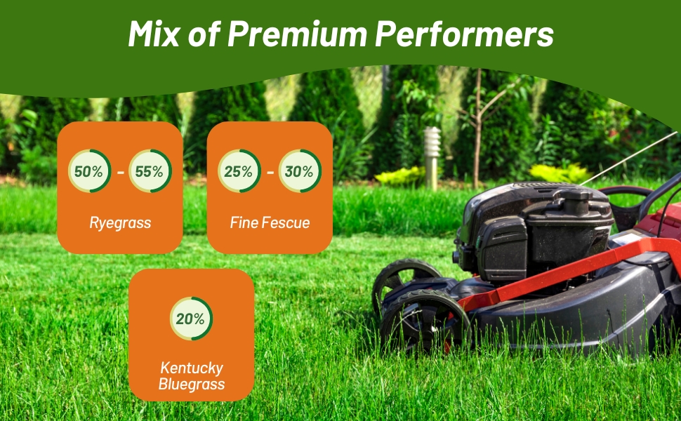 Showtime Mix of Rye Grass, Fine Fescue, & Blue Grass Seeds