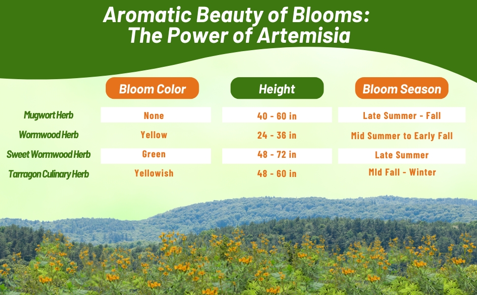 Bloom Color, Height, & Season Chart of Tarragon, Mugwort, & Wormwood Herbs