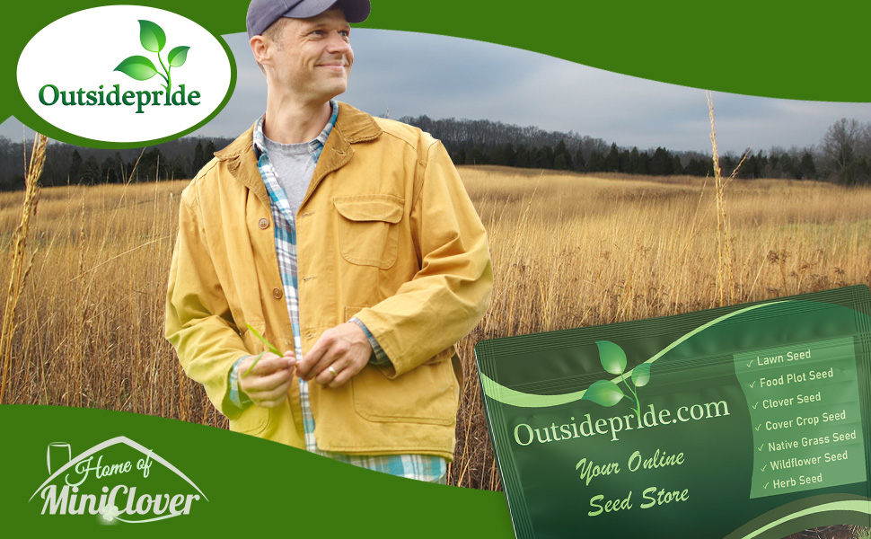 Perennial Indian Native Grass Seed