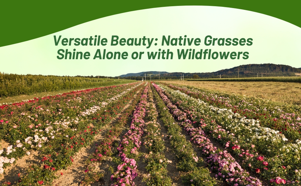 Plant Northeast Native Grass With Wildflowers