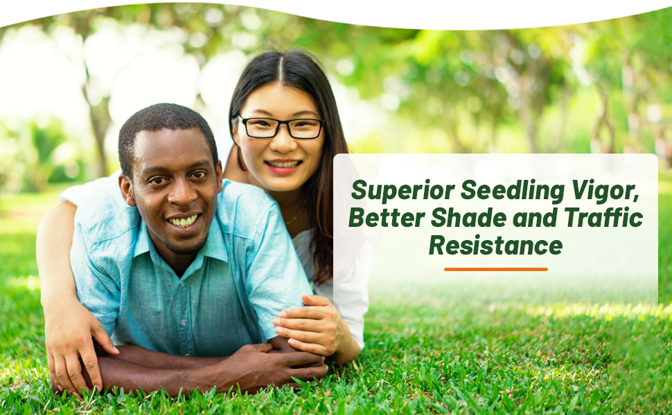 Fast Establishing Blackjack II Bermuda Lawn Grass Seed