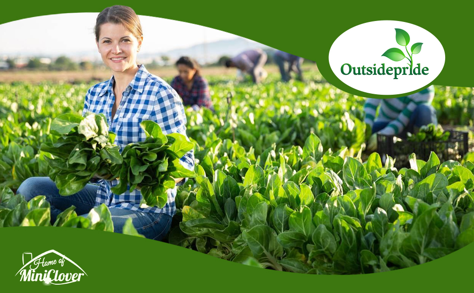 Swiss Chard Herb & Vegetable Garden