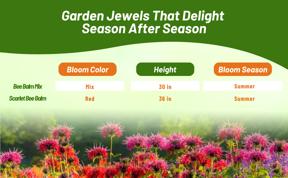 Bloom Color, Height, & Color Chart of Monarda Didyma Bee Balm Varieties