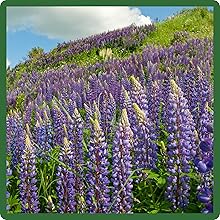 Self-seeding Rocket Larkspur