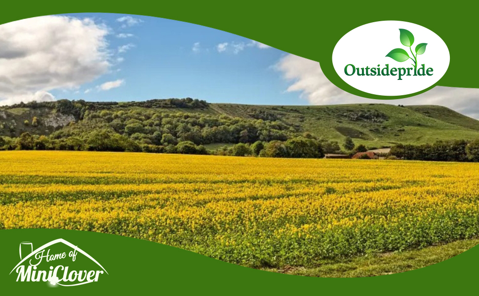 Mustard Field