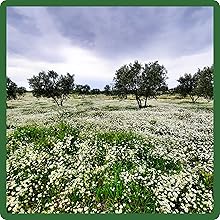 Wildflower Meadow of Gypsophila Baby's Breath