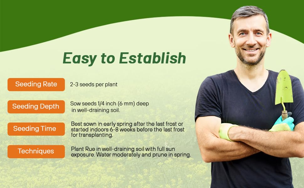 Planting Directions For Rue Herb Seeds