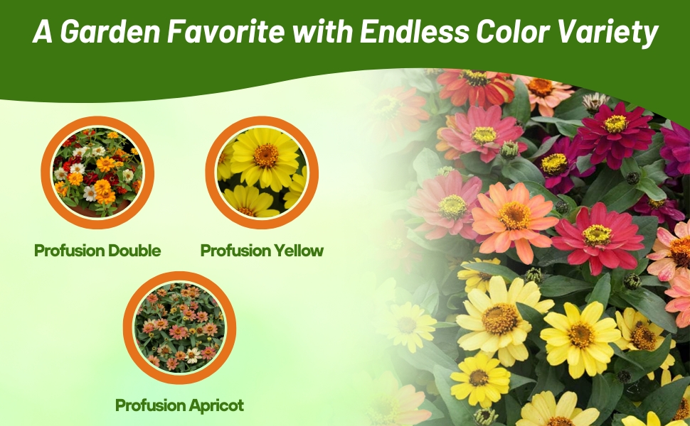 Double, Yellow, & Apricot Zinnia Hybrida Profusion Flowers