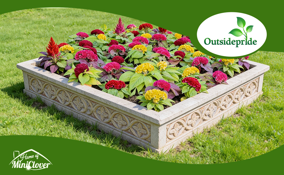 Cockscomb Dwarf Flowers Planted From Seeds