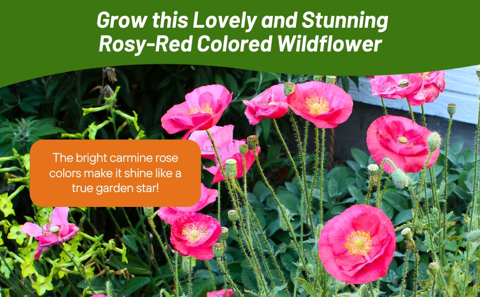 Carmine King Flower Garden Planted From Seeds